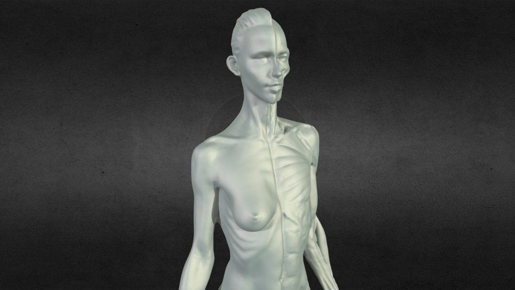 Use EinScan-S 3D scanner. Medium res. 
Reduced from 1,180,026 to 800,000 tris. 

Male version here - Female Anatomy Statue 3D scan - 3D model by johnniewhiskey 3d model