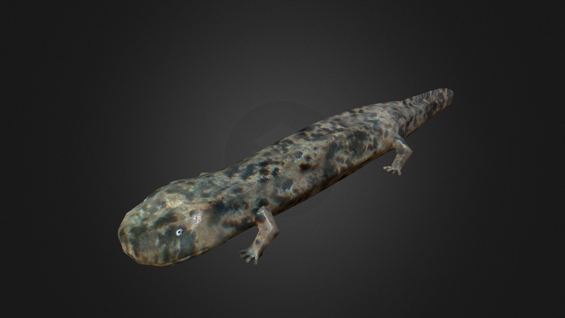 Chinese giant salamander - Buy Royalty Free 3D model by Ondřej Vališ (@throy) 3d model