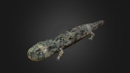 Chinese giant salamander velemlok, cinsky, chinese-giant-salamander