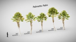 Palmetto palm low poly tree, green, plant, palm, grow, yellow, palmetto