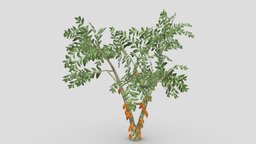 Cacao Tree( Orang Fruit)- 08 cacao-tree, 3d-cacaotree, lowpoly-cacao, 3d-lowpoly-cacao, cocoatree