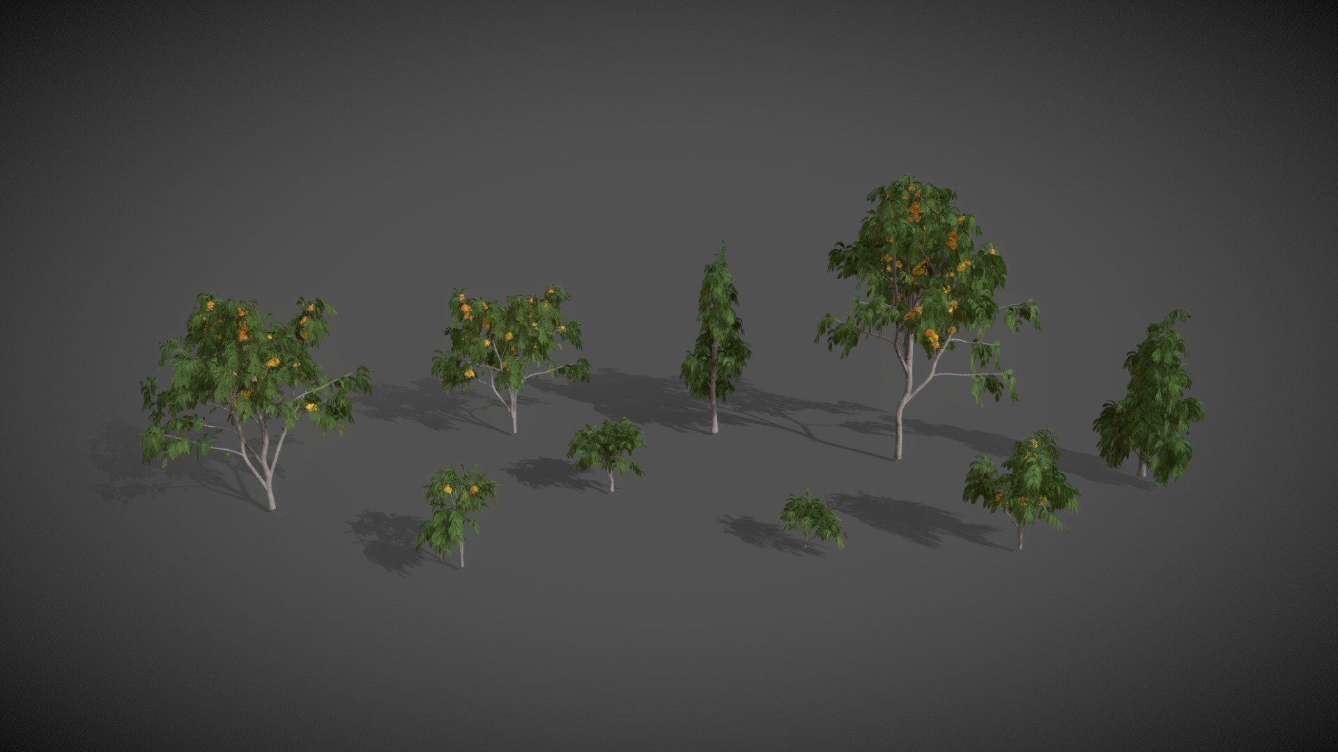 This XfrogPlants Ashoka Tree 3D model collection contains nine highly detailed, fully textured variations of the plant at different ages.

Download includes textures and 5 useful and versatile formats: Blender EEVEE, fbx, obj, Unity, and Unreal. 

Tree, evergreen flowering
Height: up to 10 m
Origin: central India
Environment: rainforest
Climate: warm, humid

Notes:
The Ashoka Tree is famous for its brightly-colored fragrant flowers. From February to April, the tree grows large bunches of its vibrant yellow-orange blossoms which darken and turn red before wilting. Though it is widely cultivated, it is a vulnerable species and is becoming rarer in the wild. The Ashoka Tree is considered sacred throughout the Indian subcontinent and has many religious and folkloric associations 3d model
