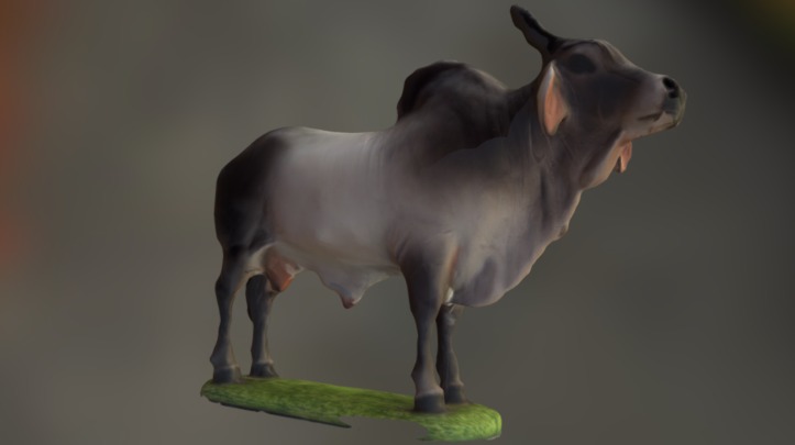Boi Zebu/ bull Zebu - Download Free 3D model by plinioranhel 3d model