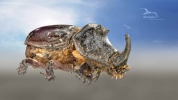 Rhino Beetle (Oryctes nasicornis) beetle, rhino, rhinoceros, gerpho, oryctes-nasicornis-beetle