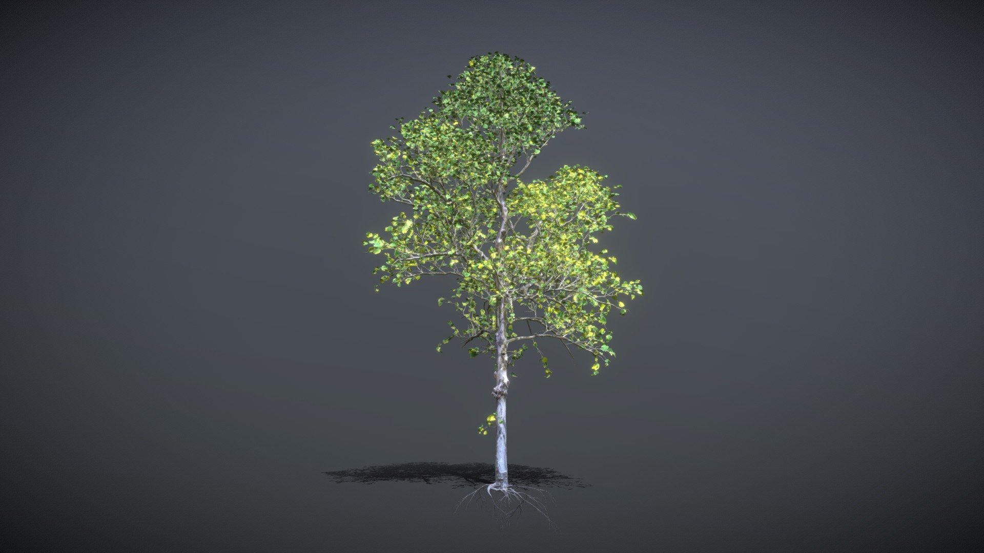 Linden tree _001

A polygonal model of a young linden tree modeled in the speedtree program and textured in the 3D max program
for foregrounds in exterior landscape design scenes - Linden tree _001 - 3D model by Sergo_CRAFTSMAN 3d model