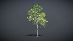 Linden tree _001 tree, green, landscape, flora, garden, branches, leaf, branch, fbx, trunk, bark, uvw, fauna, twig, low-poly-model, uvwunwrap, 3dmax-modeling, 3dobject, linden, landscape-architecture, twigs, bough, fbx-mesh, uvwrapped, fbx-mesh-freemodel-low-poly-model, low-poly, 3d, lowpoly, design, 3dmodel, 3dmax, fbx-object-model, fbx-model, uvwmap, leabranches