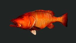 Cubera Snapper fish, fishing, underwater, animals, natural, ocean, aquatic, seafood, natura, curebafish, snapperfish, curebasnapper, animal, sea