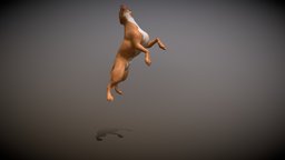 pit bull_rigged_animated beast, dog, fighter, pitbull, bite, jump, animal, tetth