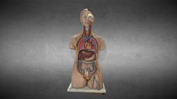 órganos internos / Internal organs anatomy, heart, liver, trunk, sacro, stomach, estomago, anatomia, higado, corazon, intestine, mesentery, sacrum, anatomia3d, 3danatomy, intestino, diafragma, diaphagm, large_intestine, mesenterio