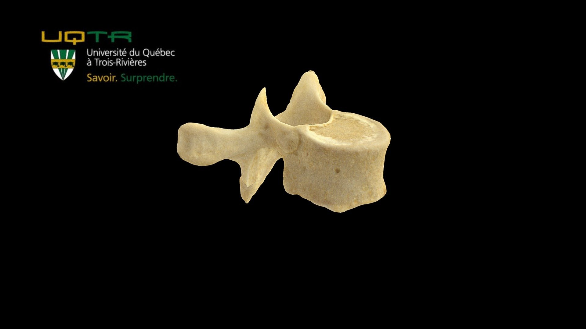 Vertèbre dorsale / Thoracic vertebra - 3D model by Anatomie UQTR - Anatomy UQTR (@AnatomieUQTR) 3d model