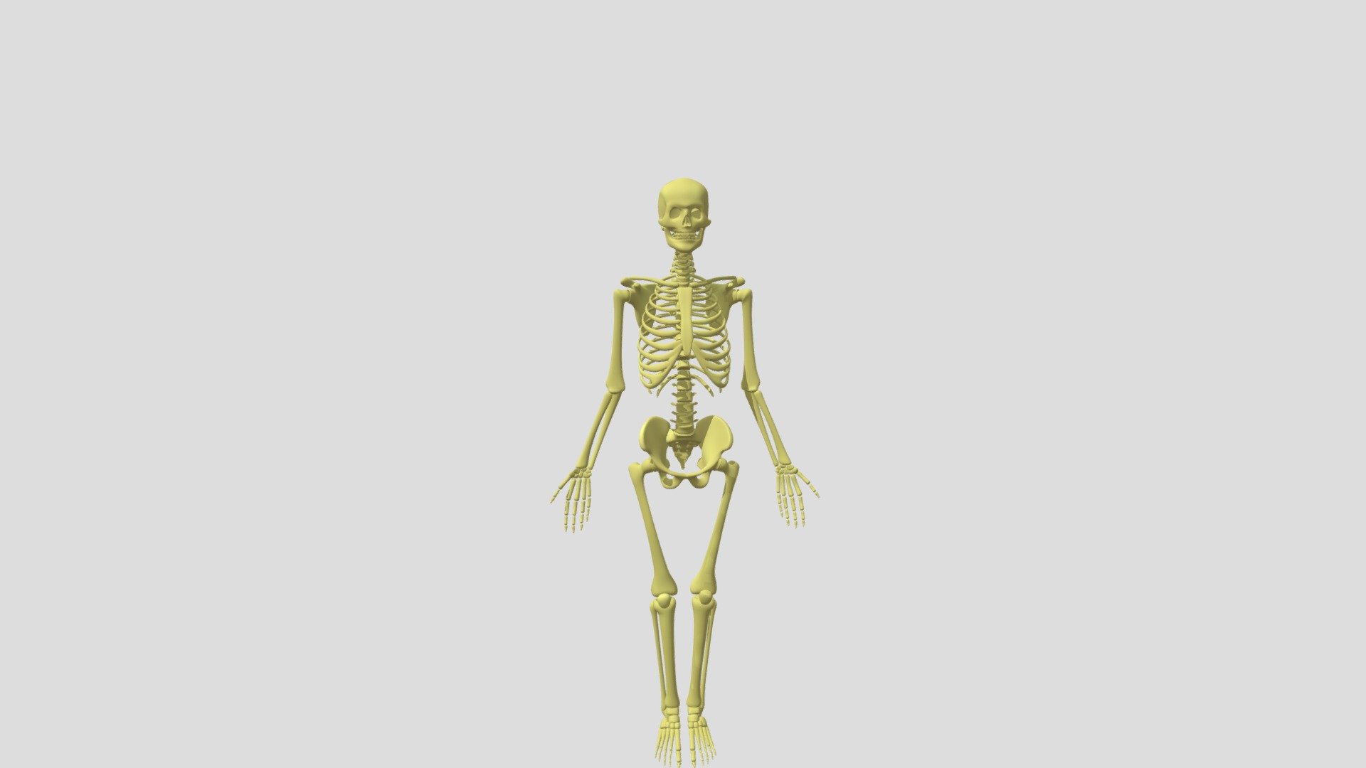 This model clearly exhibits an untextured mesh of a human anotimcal skeleton. This includes the spine, head, arms, legs and all other bones of the human body. Also in the file, is an armature rig that moves all body parts. 

The rig can be accessed by moving into &lsquo;pose mode' and roating or moving the desired armature bone. This will result in corrresponding movement with the bone, allowing it o be very useful for animation.

The bone is quite low-poly, posessing a minimum face and vertex count. 
Soon, a textured rendition of this mode will be made abvailable for sale, selling along with an unrigged skeleton head mesh.

More following will corresponsingly lead to more models, so if this one is enjoyed, and &lsquo;liked', there will be more free ones to come. 

Please comment any questions or queries 3d model