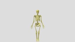 Skeleton Rig skeleton, anatomy, people, humananatomy, animation, free, human, rigged, bones