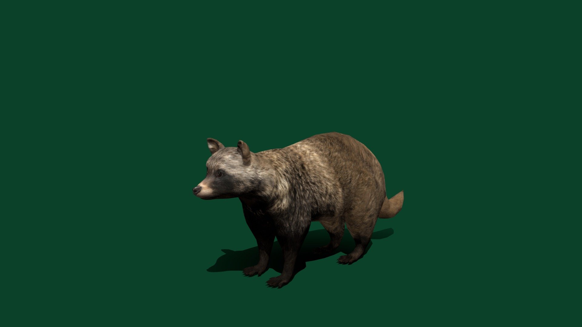 Common Raccoon dog(Chinese or Asian Raccoon dog )  fox-like canid 

Nyctereutes procyonoides Canidae Mammal ( small, heavy-set Carnivora )

1 Draw Calls

GameReady 

15 Animations

4K PBR Textures Material

Unreal FBX

Unity FBX  

Blend File 

USDZ File (AR Ready). Real Scale Dimension

Textures Files

GLB File

Gltf File ( Spark AR, Lens Studio(SnapChat) , Effector(Tiktok) , Spline, Play Canvas ) Compatible

Triangles : 8356

Vertices  : 4201

Faces     : 4210

Edges     : 8406

Diffuse , Metallic, Roughness , Normal Map ,Specular Map,AO,
 
The common raccoon dog, also called the Chinese or Asian raccoon dog to distinguish it from the Japanese raccoon dog, is a small, heavy-set, fox-like canid native to East Asia. Named for its raccoon-like face markings, it is most closely related to foxes. Wikipedia
Family: Canidae
Scientific name: Nyctereutes procyonoides - Common Raccoon Dog (Lowpoly) - Buy Royalty Free 3D model by Nyilonelycompany 3d model