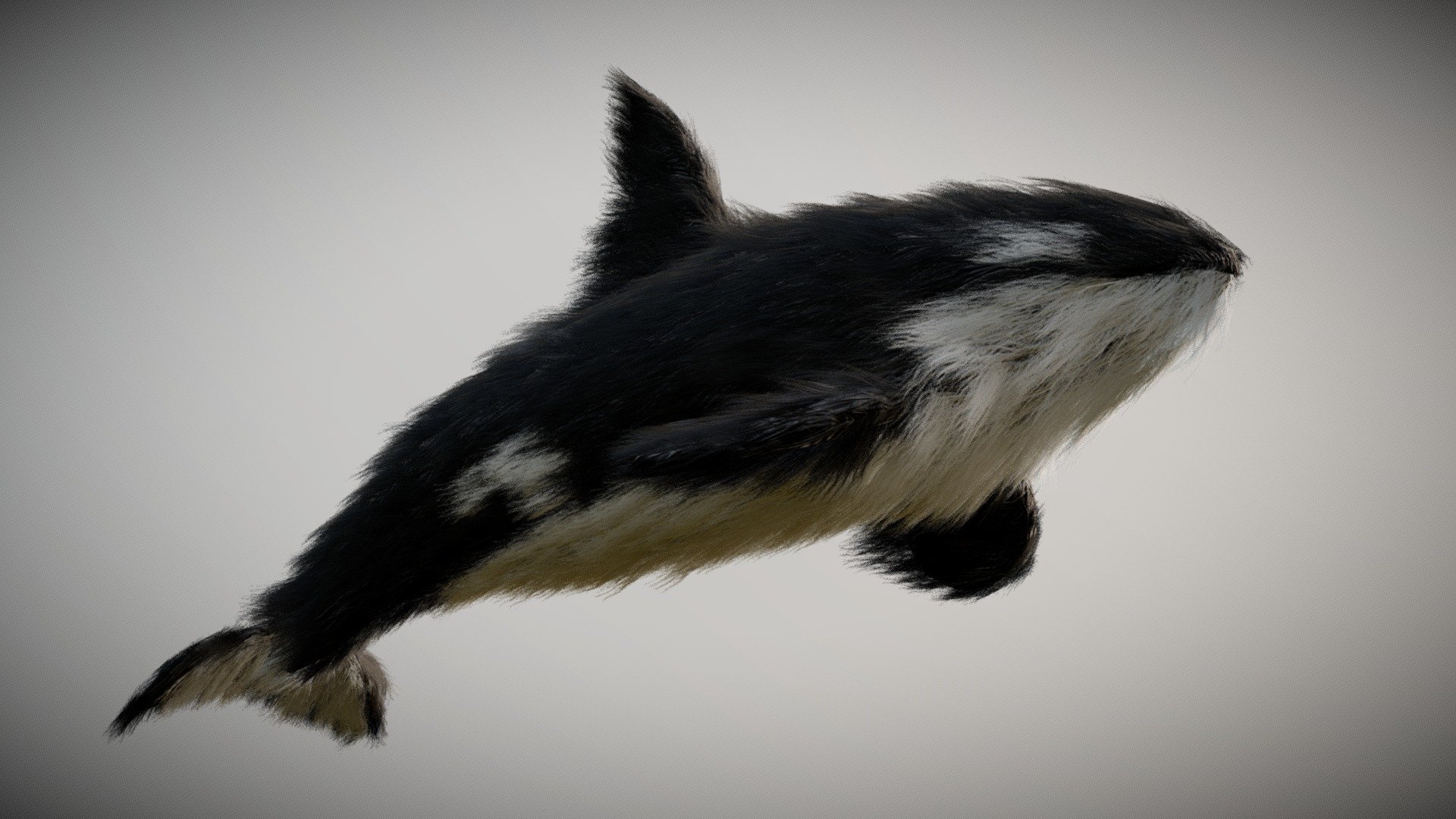 This orca would have the typical sleek, black and white body of an orca, but with the addition of a thick, fluffy fur covering its body. The fur would likely be short and dense, with a soft texture and black or dark grey in color. The fur would add a layer of insulation to the orca, helping it stay warm in colder waters.

In addition to its fur, this orca would also have a feline moustache, which would add a touch of whimsy to the creature's appearance. The moustache would likely be long and straight, extending from the sides of the orca's snout. The moustache would be a light grey or white color, in contrast to the dark fur of the orca's body.

The orca's face would be a striking combination of orca and feline features. It would have a broad, black nose like an orca, but with the addition of the feline moustache.

Created in Blender and Substance Painter - Furry orca - 3D model by creatureFab (@3dCoast) 3d model