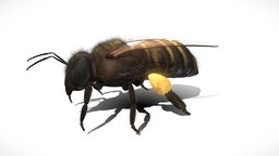 Worker Bee/Robotnica bee, bees, apiary, pszczelarstwo, pszczola, pasieka, pszczoly
