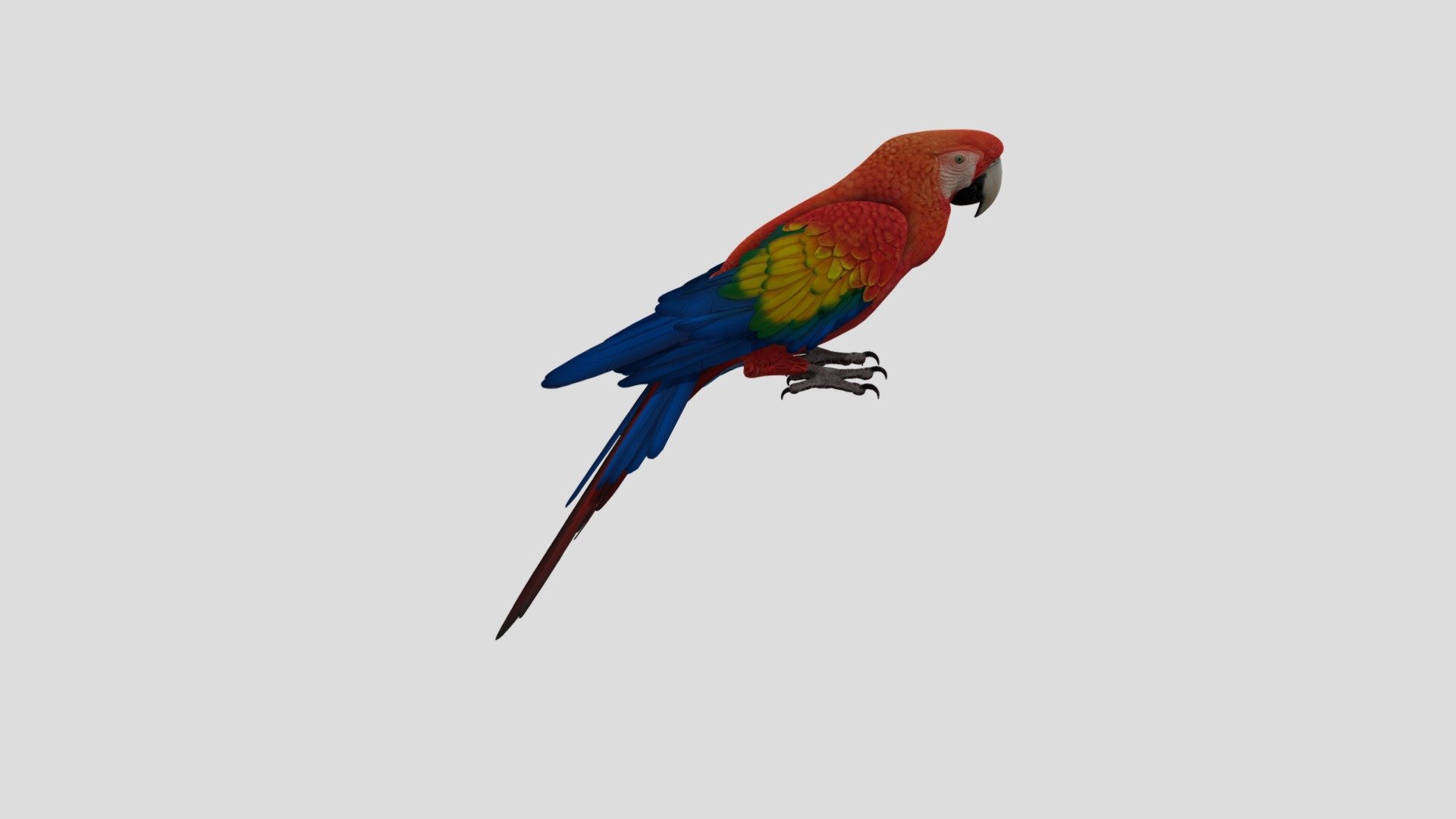 Kingdom:Animalia
Phylum:Chordata
Class:  Aves
Clade:Psittacopasserae
Order:Psittaciformes

Parrots, also known as psittacines, are birds of the roughly 398 species in 92 genera comprising the order Psittaciformes , found mostly in tropical and subtropical regions. The order is subdivided into three superfamilies: the Psittacoidea , the Cacatuoidea , and the Strigopoidea .  Parrots have a generally pantropical distribution with several species inhabiting temperate regions in the Southern Hemisphere, as well. The greatest diversity of parrots is in South America and Australasia.
Measures taken to conserve the habitats of some high-profile charismatic species have also protected many of the less charismatic species living in the same ecosystems.The greatest diversity of parrots is in South America and Australasia.Parrots Are 59 Million years Old.Parrots Are Critically Endangered species.No Threts Of Hunting and Poaching are possible in present day.

Source : Wikedia

Thanks To Blender

Inspiration Of 3D Veiwer 3d model