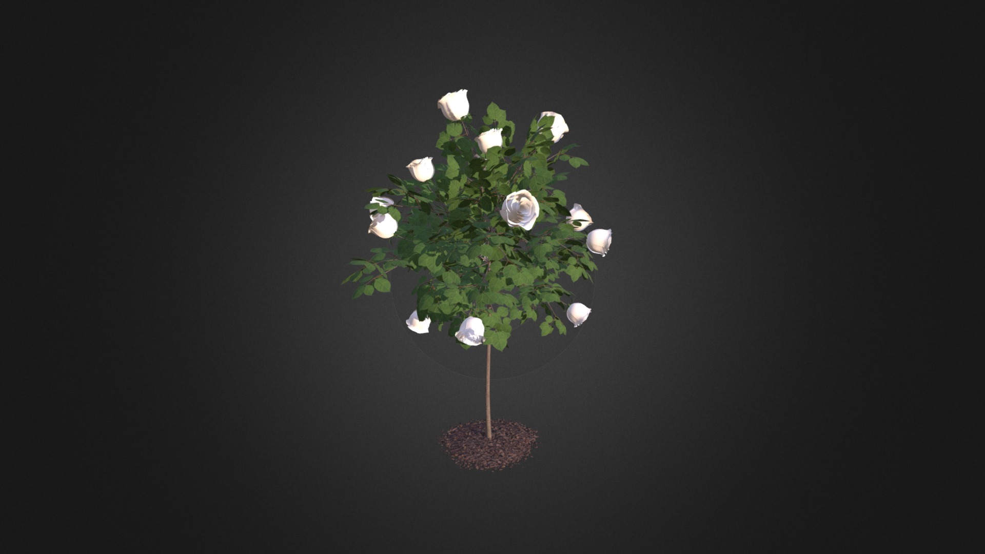 3d model of small white rose tree. Height: 163cm. Compatible with 3ds max 2010 or higher and many others 3d model