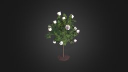 White Rose Tree tree, green, plant, forest, flower, white, vray, exterior, shrub, rose, decorative, park, leaf, fbx, max, nature, corona, roses, maya, c4d