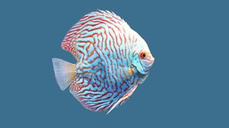 Discus Checkerboard Pigeon fish, discus, pigeon, underwater, aquarium, discusfish, freshwater, checkerboard, beaty, animatedcharacter, rigged, sea