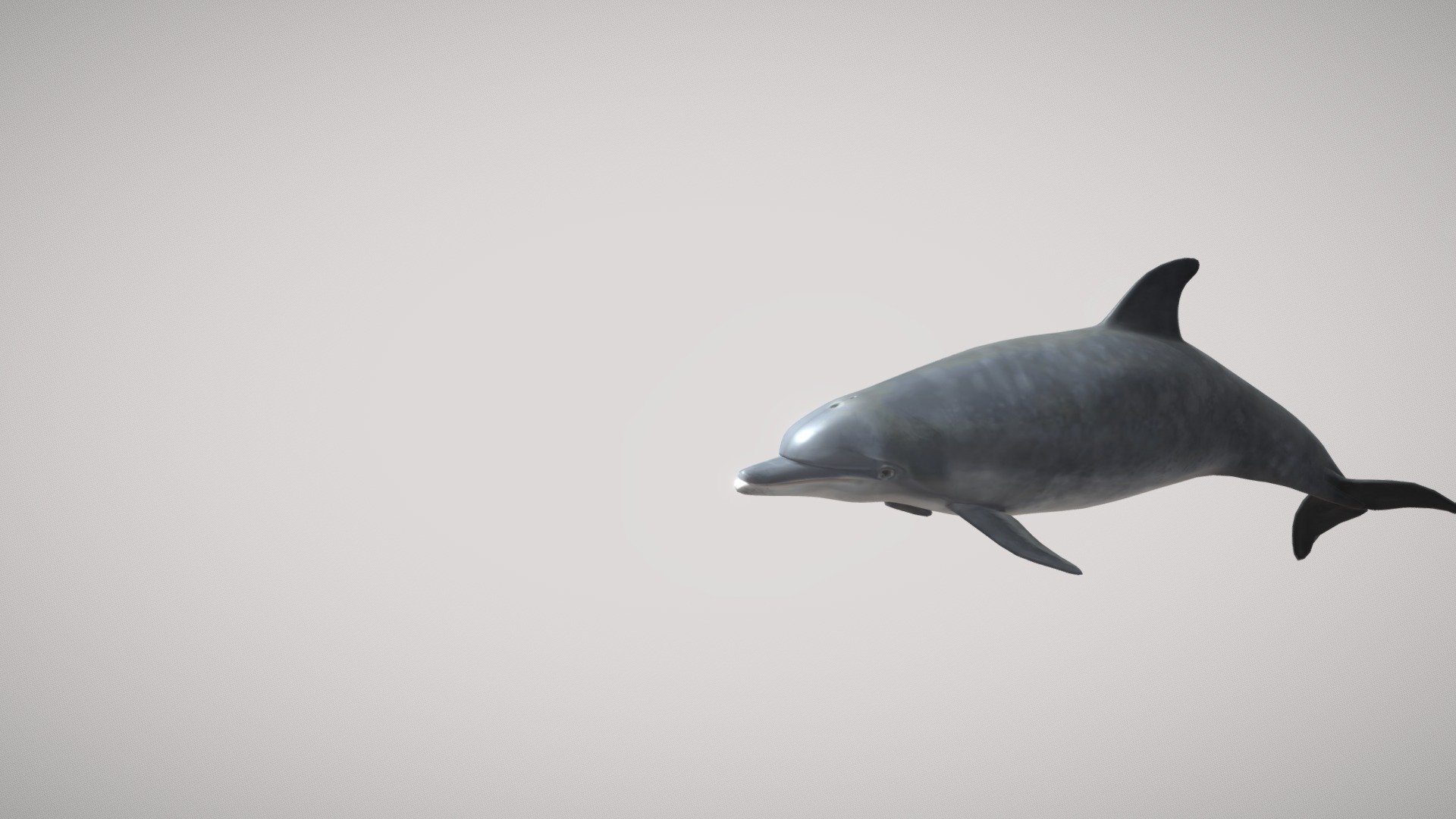 Bottlenose Dolphin - 
Dolphin mesh
Color and Normal maps
Simple FK rig 
250 frame animation loop (in place animation)
250 frame animation loop (moving through the scene) - Bottlenose Dolphin - Buy Royalty Free 3D model by gamoo 3d model