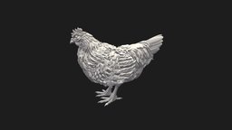 Hen bird, high, chicken, print, statue, rooster, cock, hen, poly, animal, sculpture, interior