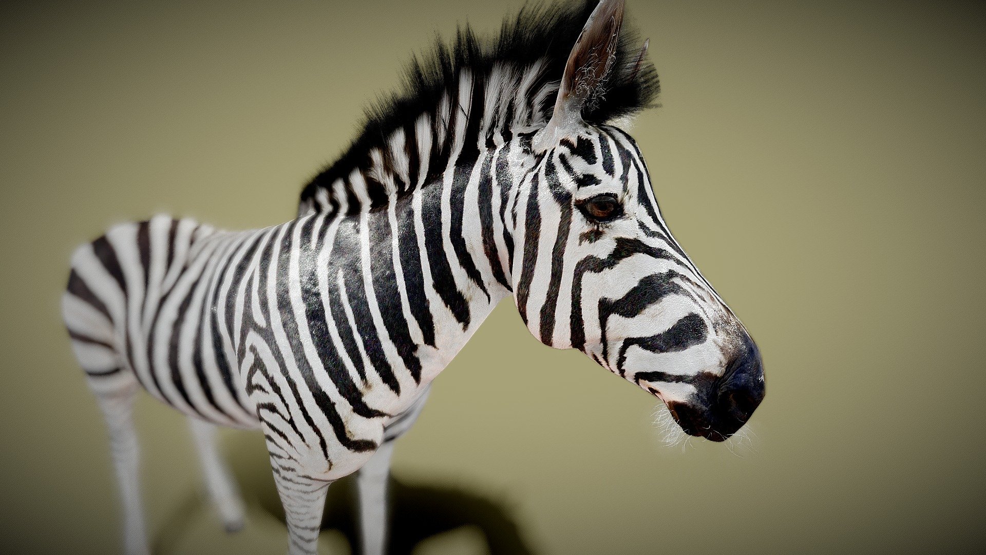 zebra - Buy Royalty Free 3D model by madtiny 3d model