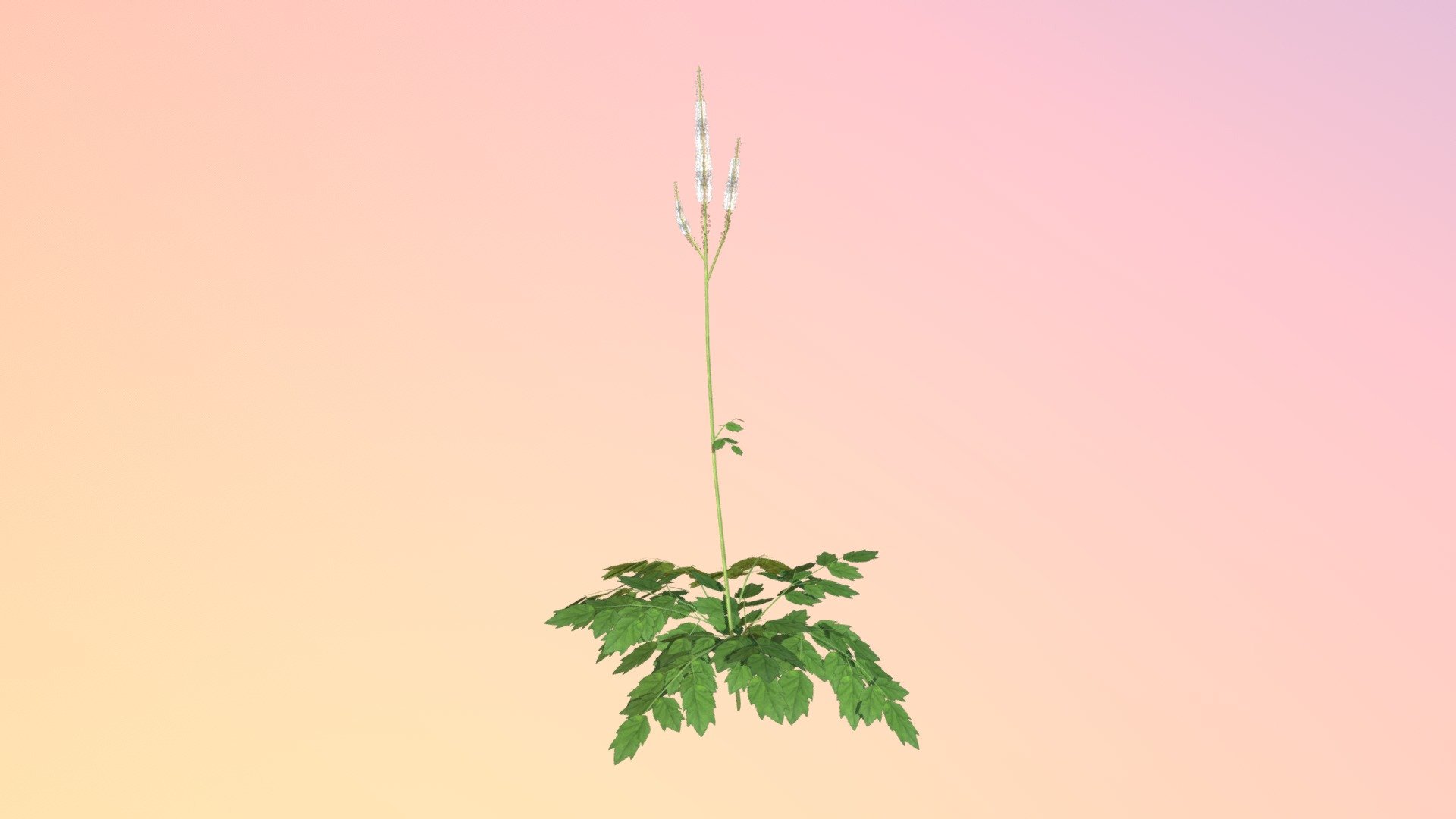 Updated Black Cohosh model with higher detail - Black Cohosh - 3D model by VirtualFieldTrips 3d model