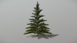 Fir 1 (Animated Tree) trees, tree, plant, forest, plants, vegetation, foliage, nature, woods, fir, 3d, blender, blender3d, model, animated, environment