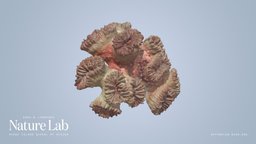 Blastomussa coral fragment