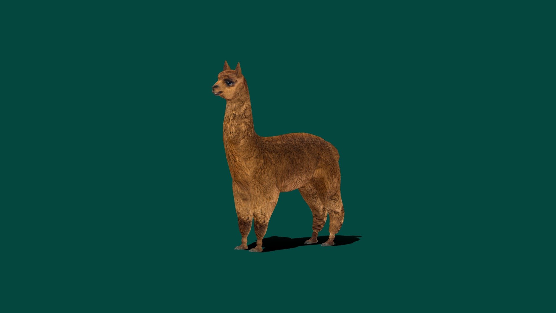 Alpaca Animal mammal (Vicugna_pacos)

4K PBR Textures Materials

13 Animations

Lowpoly

GameReady 

The alpaca is a species of South American camelid mammal. It is similar to, and often confused with, the llama. However, alpacas are often noticeably smaller than llamas. The two animals are closely related and can successfully crossbreed. Wikipedia
Breeds: Huacaya_alpaca
Gestation period: 11 – 12 months
Rank: Species
Mass: 48 – 84 kg (Adult)
Domain: Eukaryota
Family: Camelidae
Kingdom: Animalia
 - Alpaca (Lowpoly) - 3D model by Nyilonelycompany 3d model