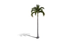 Realistic HD Christmas palm (5/35) trees, tree, plant, forest, plants, palm, asia, outdoor, foliage, nature