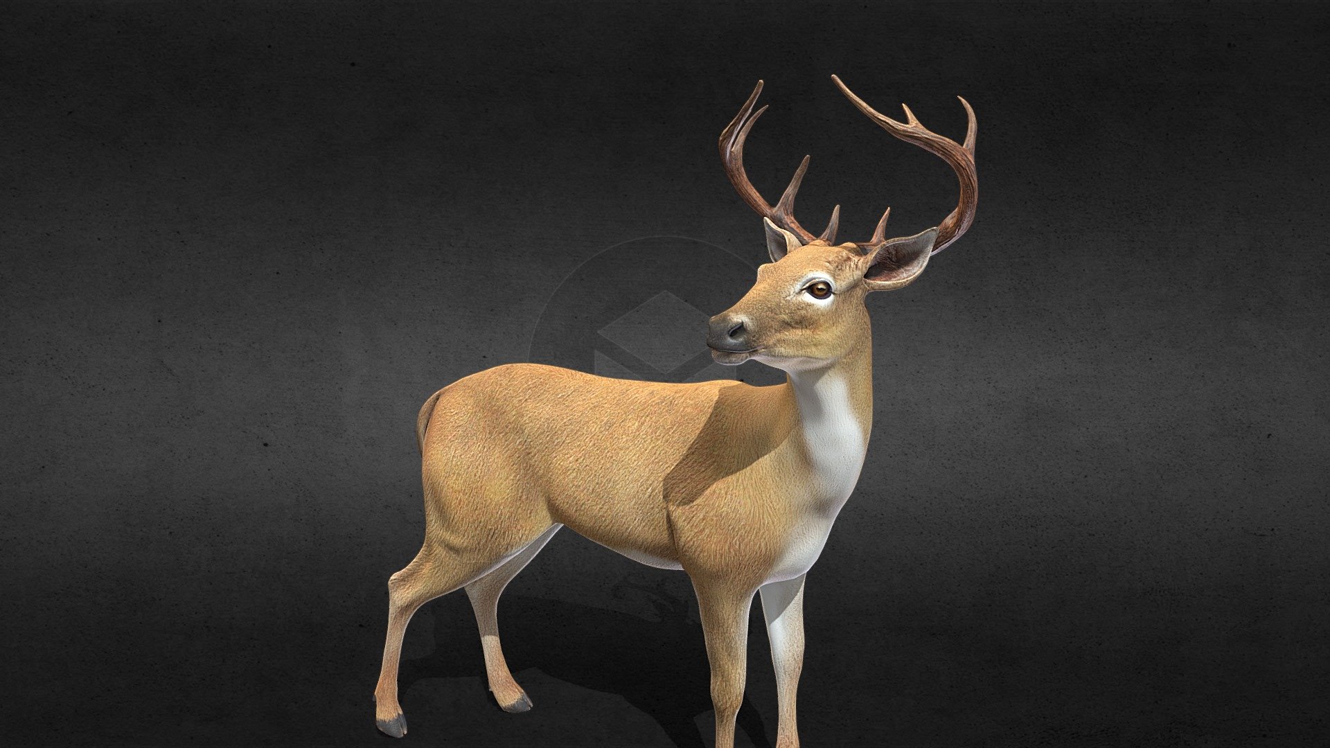 Higgh detailed deer - Deer - Download Free 3D model by Al-Deezel (@Al-dezel) 3d model