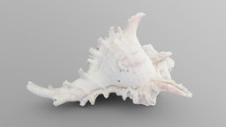 Big Murex Sea Shell underwater, shell, ocean, sand, murex, seashell, water, sealife, photoscan, photogrammetry, scan, sea, murex-shell, murex-sea-shell