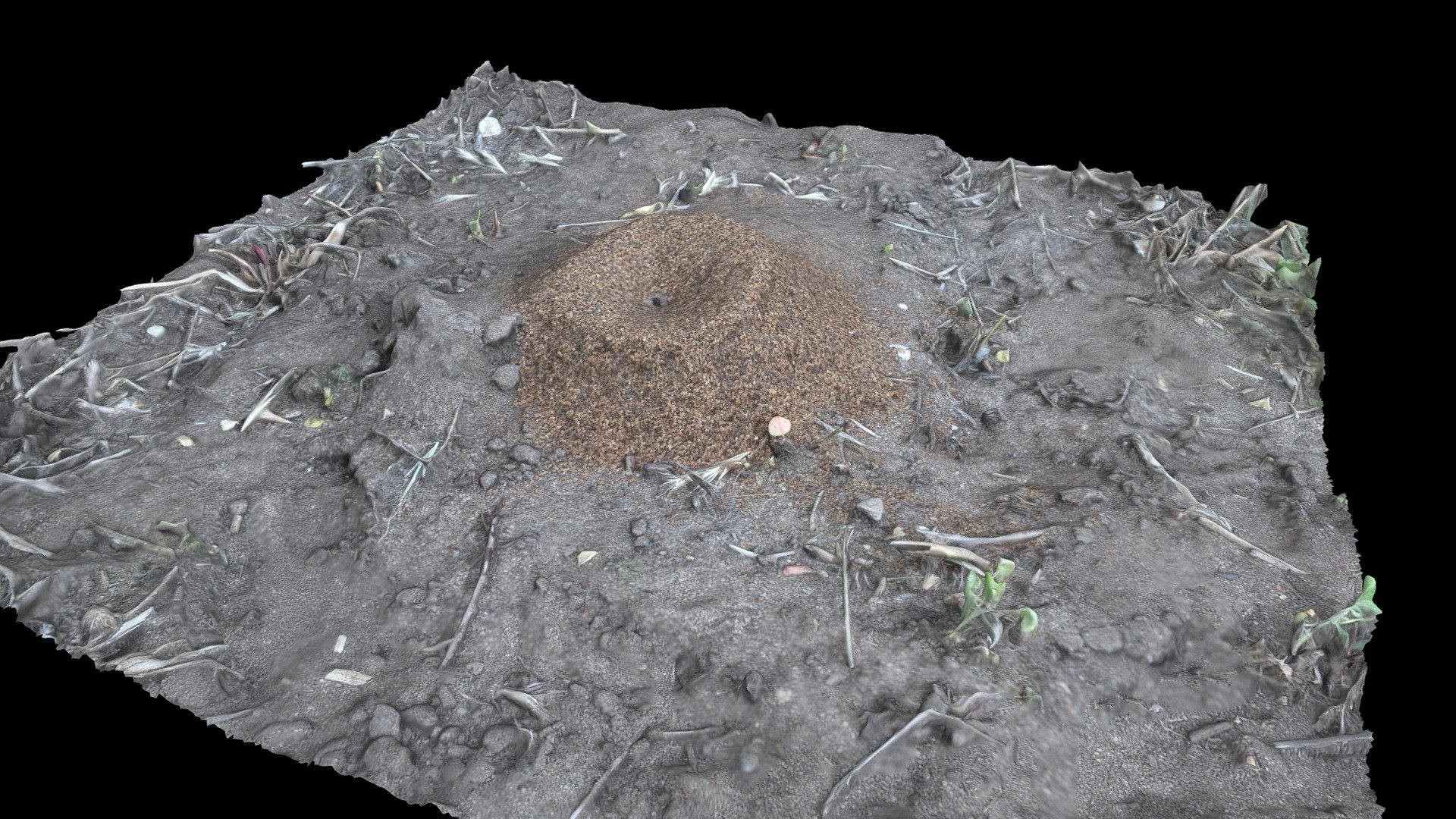 Ant hill near Holmen, Wisconsin.  Unfortunately the ants were going in and out too quickly to capture them in the geometry :)

Created from 77 photographs (Canon EOS Rebel T7i) using Metashape Pro 1.7.0.

Photographed June 10, 2021 - Nature's Engineers: Ants - 3D model by danderson4 3d model