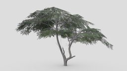 Acacia Tree-S17 tree, acacia, 3d-acacia, lowpoly-acacia