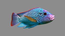Oreochromis fish, underwater, animals, ocean, aquatic, nature, sealife, seafood, oreochromis, animal, animation, sea