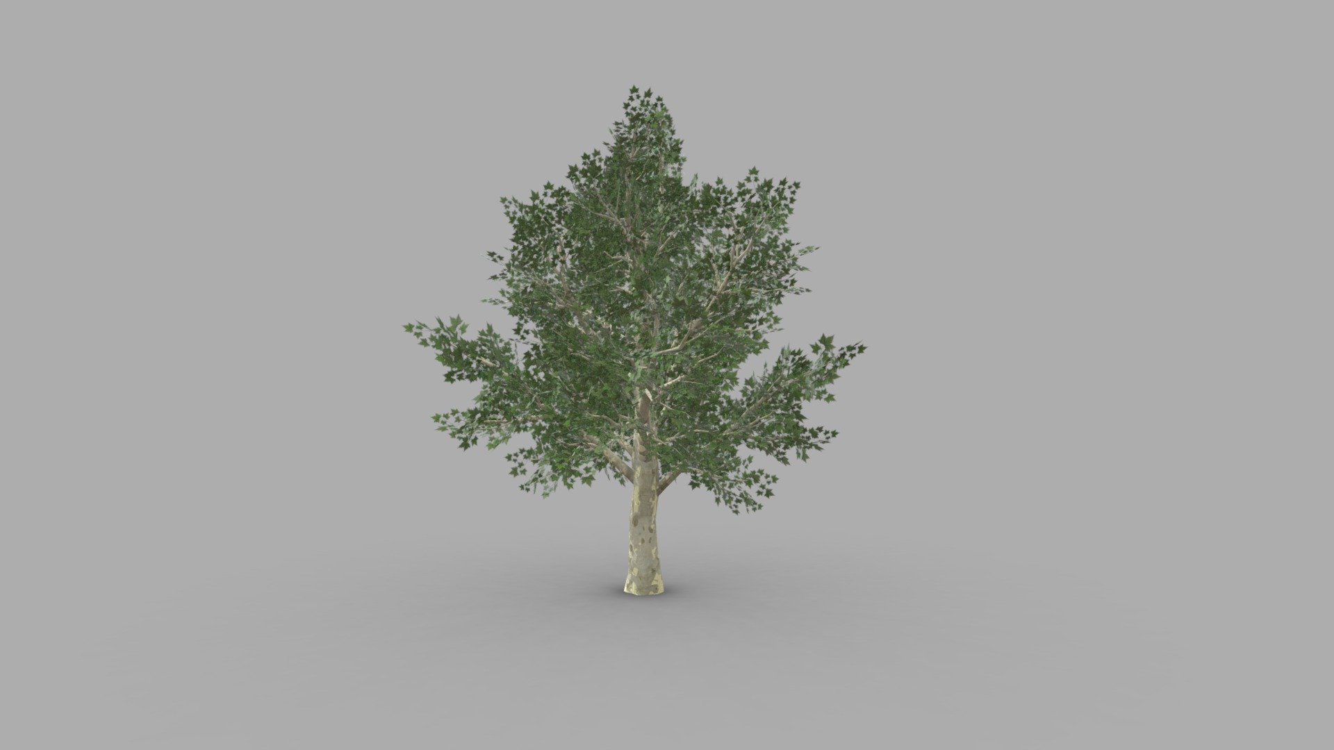 Tree models: Plane

Containing 2 Materials: Plane Cortex, Plane Leafs

Maps: Diffuse, Roughness, Normal, Opacity

2048 x 2048 size

Type: Obj

File Size: 17,7 MB - Plane - Buy Royalty Free 3D model by dg samples (@dgsamples) 3d model