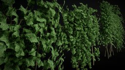 Ivy High Poly plant, surface, vegetation, foilage, ivl, gamereadyasset, blender3d, highpoly, ivyclump, nature-ivy