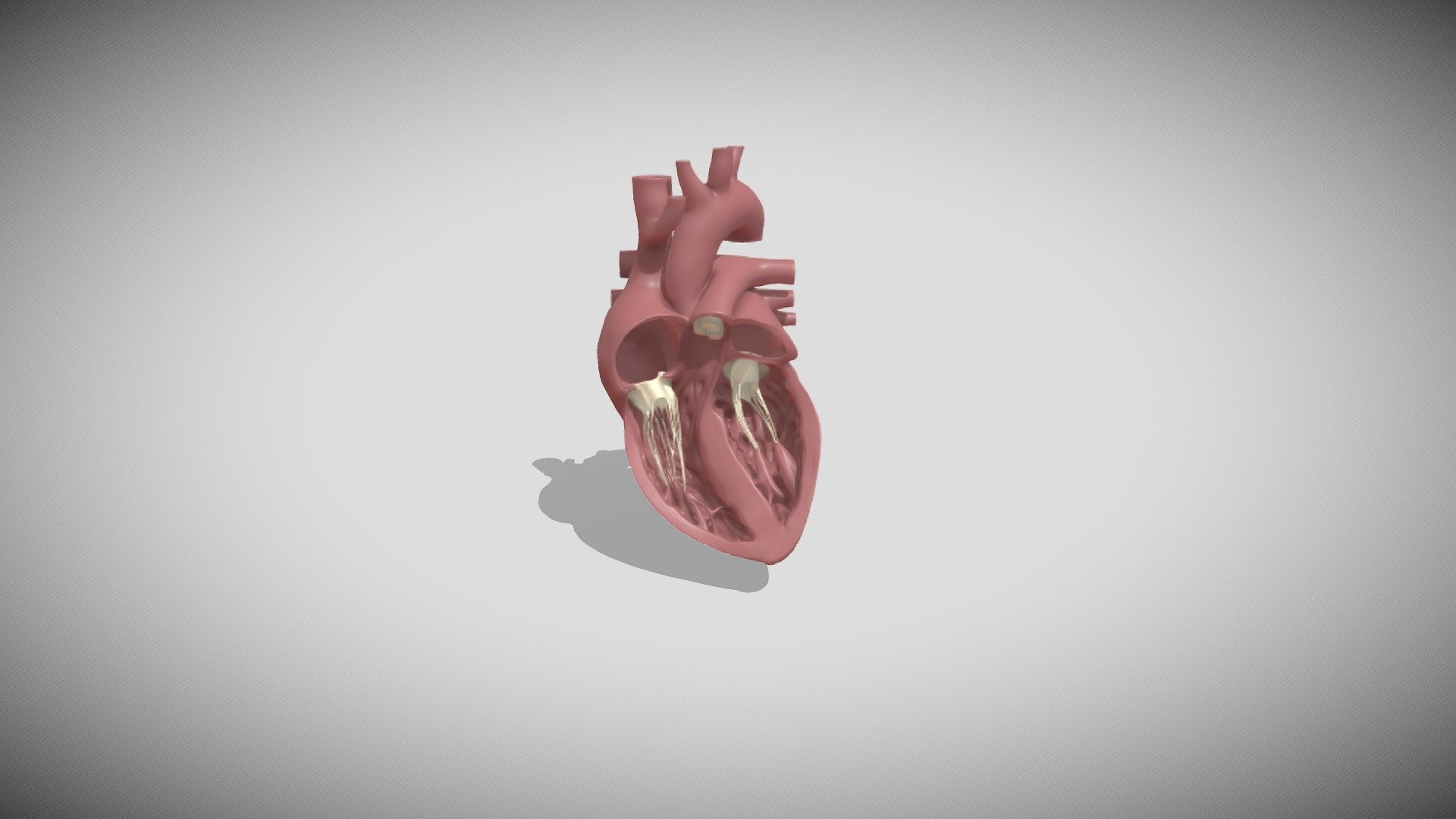 heart_old_anim - 3D model by SciePro (@apmed) 3d model