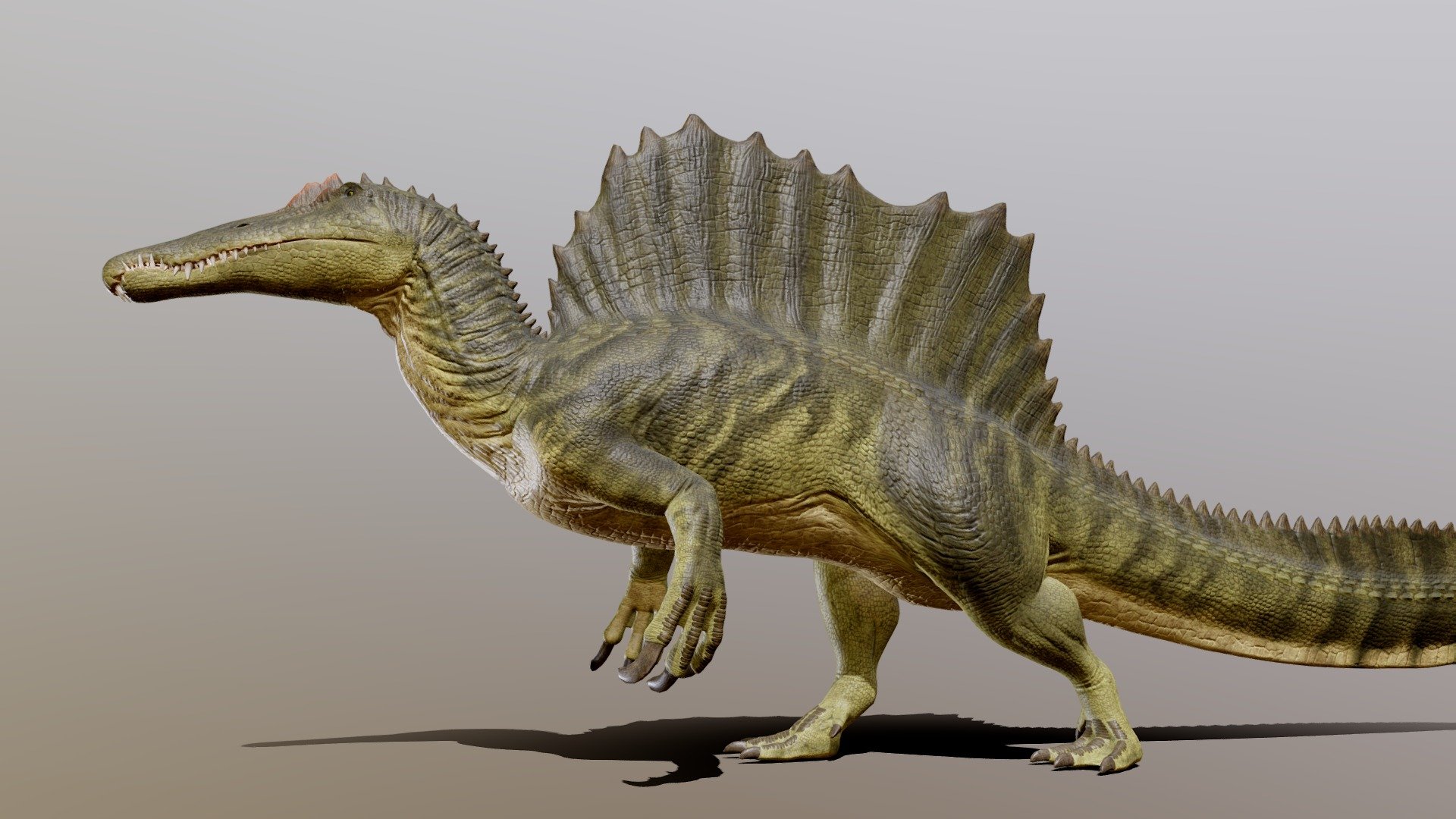 Update 1.2

-Fixed root bone moved in the Walk_InPlace animation

-Added a new Spinosaurus model without spikes on the spine, with LODs and High Resolution model

Spinosaurus. Animated 3D model for games, applications and educational presentations, etc.

Additional file include:

Textures 4096x4096

99 Animations and additive animations and poses for UE and Unity

https://www.youtube.com/watch?v=Tv0cw87wBcU

LODs and HighResolution model 28412 vertices 50020 tris for cinematics scenes


 - Spinosaurus - 3D model by pxltiger 3d model