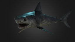Porbeagle Shark shark, quixel, porbeagle, 3dsmax