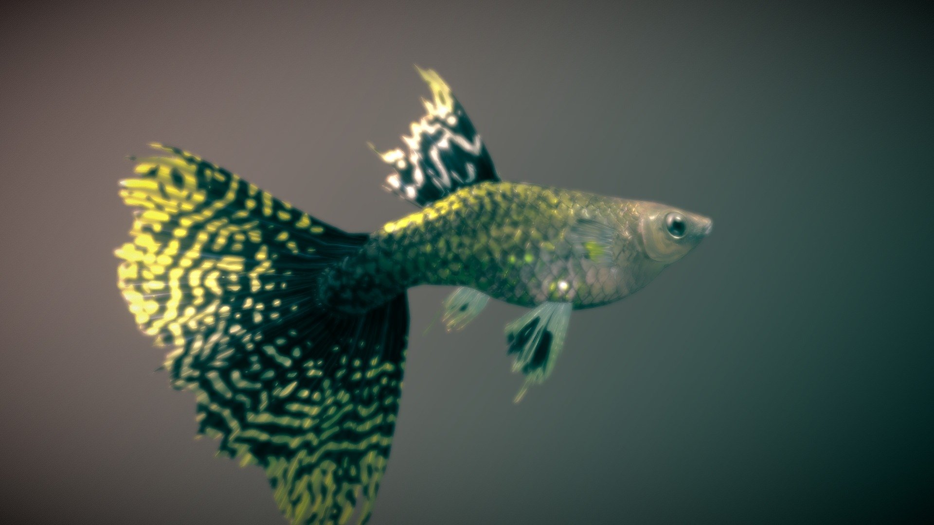 Before purchasing this model, you can download Guppy and try to import it.
Because for different software, rigging and animation may have different problems.




Additional texture Guppy — Schwarz ♂

Additional texture Guppy — Red Tuxedo ♂
 - Guppy — Cobra Leopard ♂ - Buy Royalty Free 3D model by NestaEric 3d model