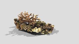Staghorn Coral / Acropora cervicornis diving, underwater, coral, colony, staghorn, honduras, acropora, underwater-photogrammetry, roatan, acroporacervicornis, staghorncoral, metashape, agisoft, photogrammetry