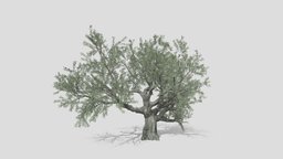 Live Oak Tree-S4 object, tree, plant, oak, live, branch, trunk, nature, highquality, architecture, highpoly