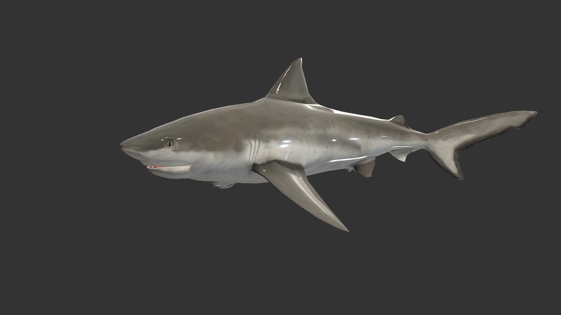 Bull Shark - 3D model by josluat91 3d model