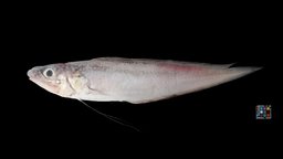 イトヒキイタチウオ Filament Cusk, Homostolus acer fish, filament, acer, deep-sea, deep-sea-fish, ffishasia, cusk, homostolus
