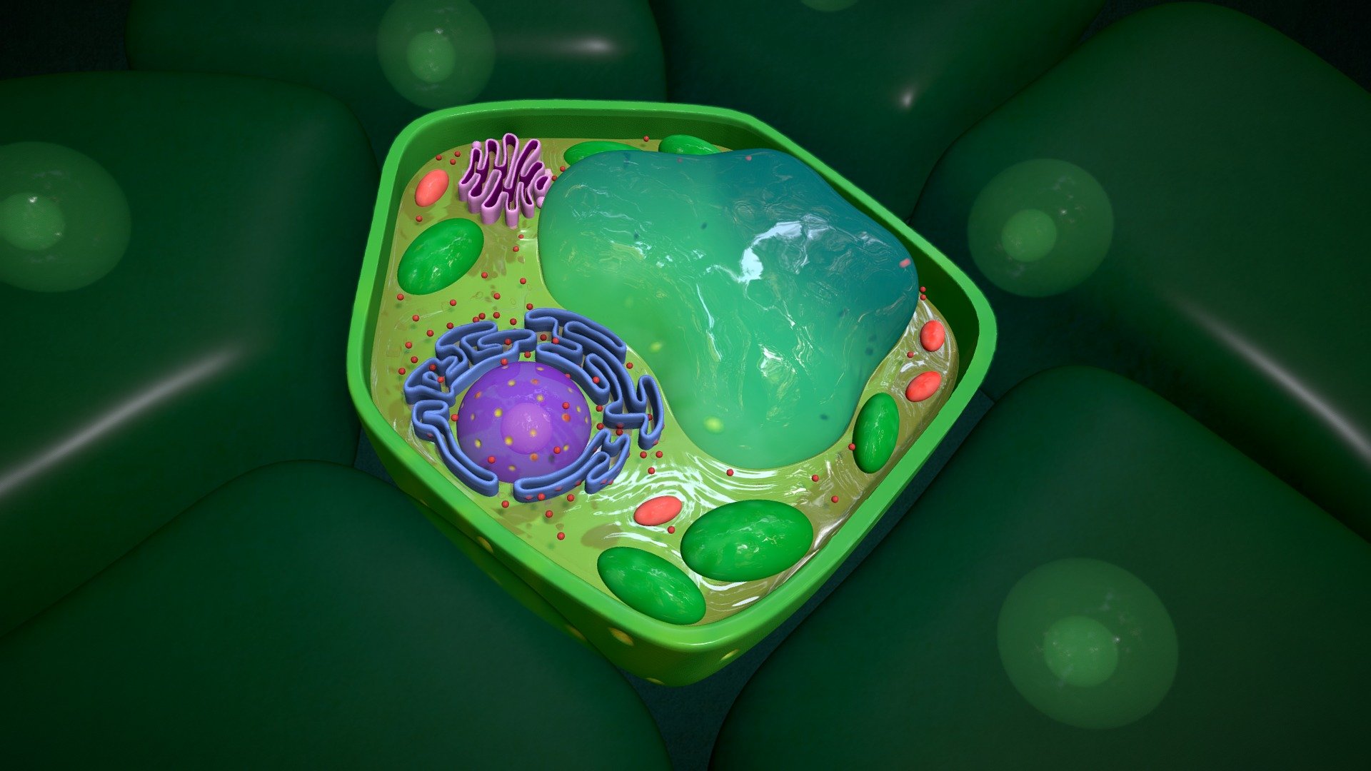Due to the vast diversity among plant cells—size, shape, function, etc.—no two cells are the same. However, this 3D visualization of a plant cell interior demonstrates some of the main organelles that can be found within a plant cell, namely the cell wall, vacuole, nucleus and nucleolus, ribosomes, rough endoplasmic reticulum (RER), Golgi apparatus, mitochondria, and chloroplasts. The organelles are suspended within a gelatinous fluid called the cytoplasm. The presence of chloroplasts within this model indicates that this particular plant cell would be found within a green part of the plant. 

Click here to explore companion models within the Journey Inside a Daffodil collection.

Sculpted in ZBrush 3d model