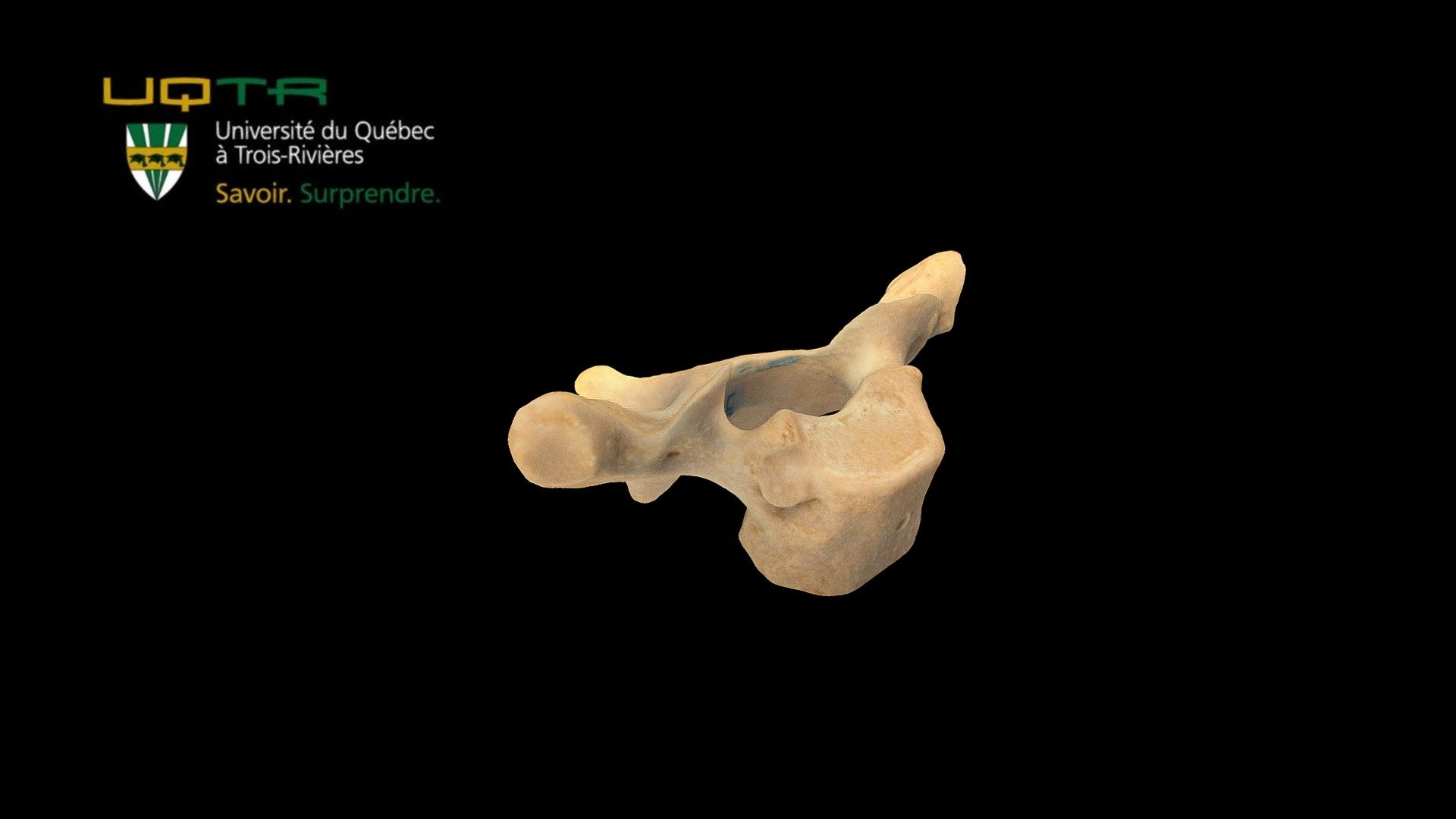 Th1 - 3D model by Anatomie UQTR - Anatomy UQTR (@AnatomieUQTR) 3d model