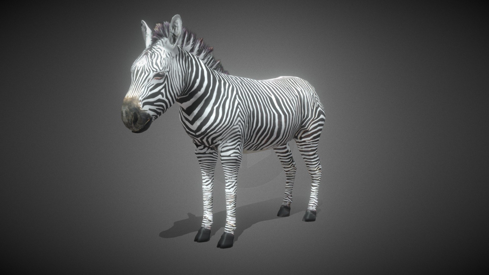 Lowpoly Zebra 3D Model:




Lowpoly (Tris: 4882 - Verts: 2483)

Game ready with Unity Package, optimized for VR/AR apps

Texture Maps includes: Basecolor, Normal

Model is created in Maya, other files supported includes: Blender, FBX, Glb/Gltf, Unity

Animations list:




0-10: default pose

11-71: idle breath

72-262: idle look around

263-293: walk

294-324: walk eating

325-385: eating

386-416: trot

417-434: gallop

435-465: get hit

466-537: death
 - Lowpoly Zebra Animated for VR AR Games - Buy Royalty Free 3D model by Dzung Dinh (@hugechimera) 3d model