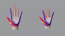 Hand anatomy, toon, topology, fingers, lowpoly, hand